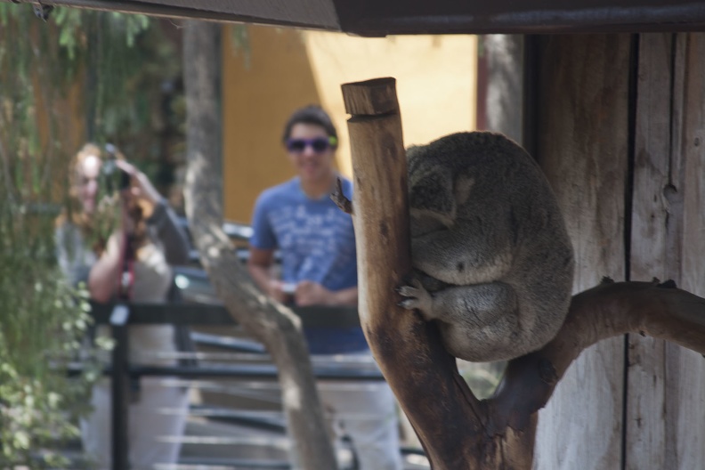 316-4826 San Diego Zoo - Sleeping Koala.jpg